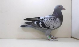 网红吃瓜鸽子图片高清,高清画面引网友热议